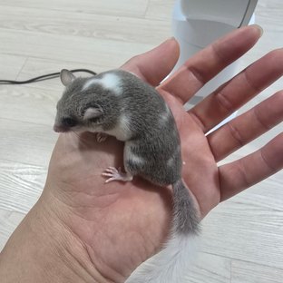 오레오 밴디드