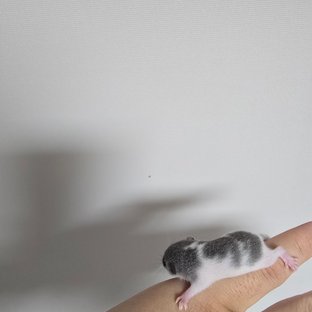 오레오 밴디드