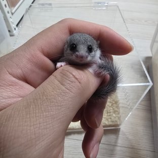 노말