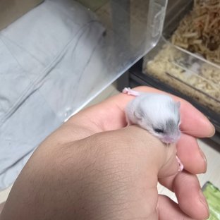 루시스틱 화이트 페이스