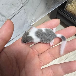 오레오 밴디드
