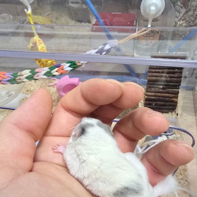 달마시안