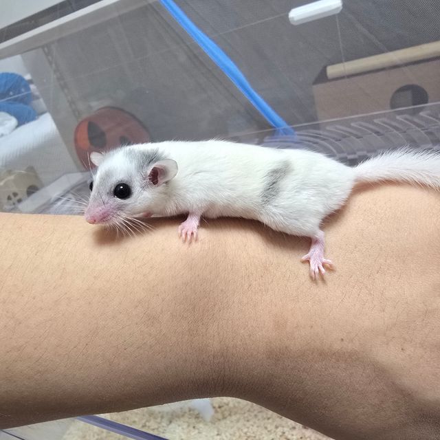 달마시안