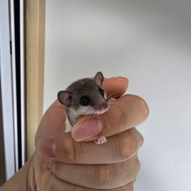 오레오