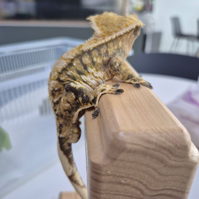 할리퀸