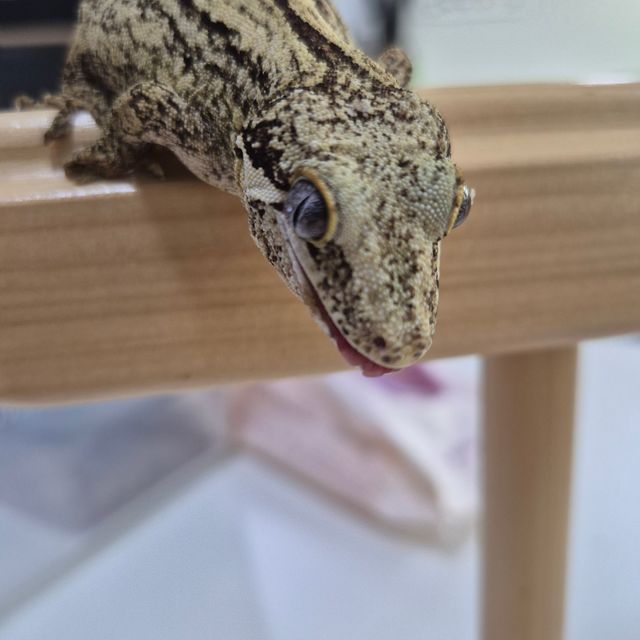 스트라이프