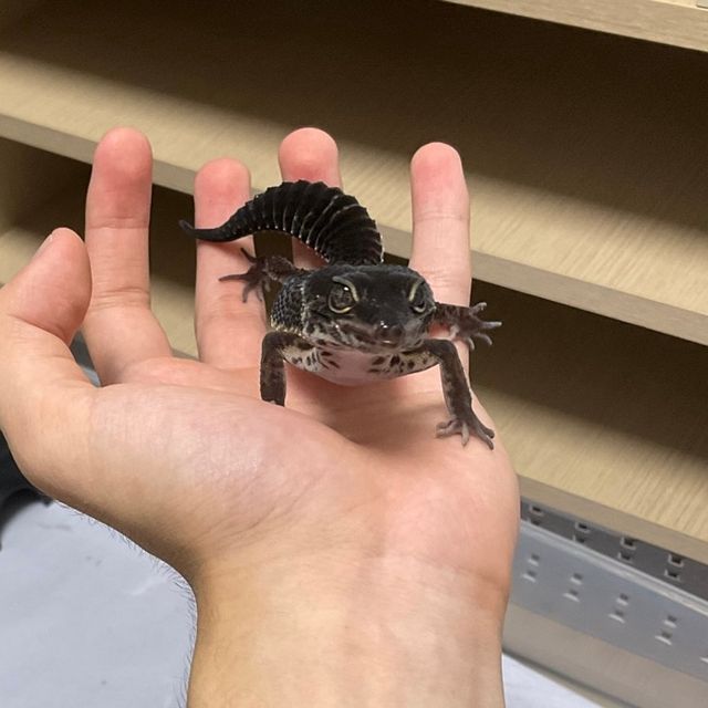 블랙나이트