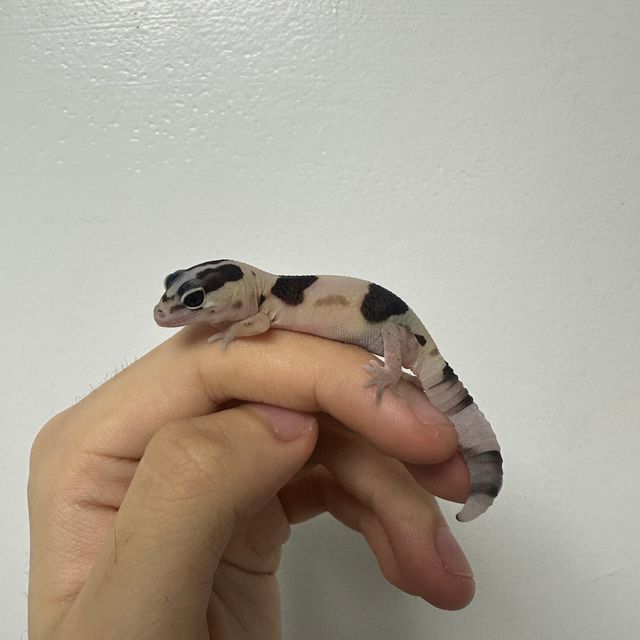 화이트아웃 헷 오레오