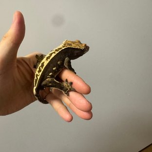 100%헷아잔틱 쿼드 풀핀