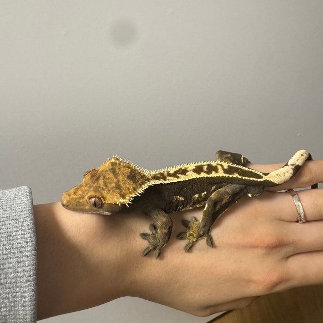 100%헷아잔틱 쿼드 풀핀