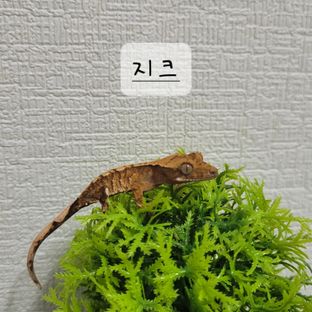 트라이 익스트림할리퀸