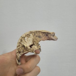 트라이 익스트림할리퀸