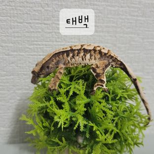 트라이 익스트림할리퀸