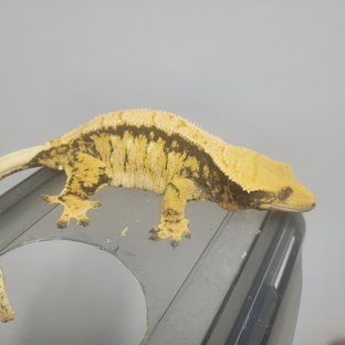 트라이 화이트스팟