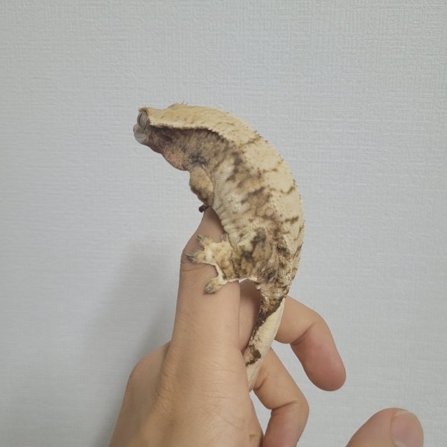 트라이 익스트림할리퀸