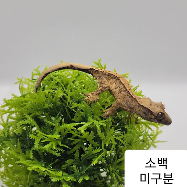트라이 익스트림할리퀸