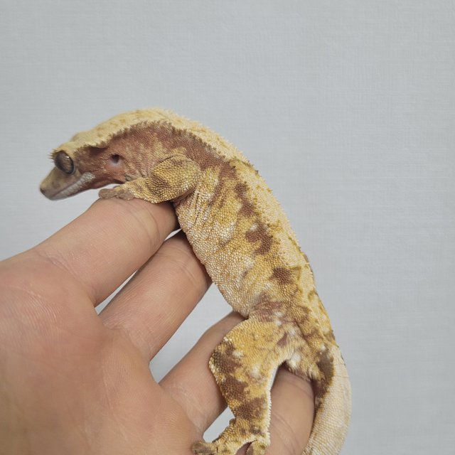 레드 트라이 익스트림할리퀸