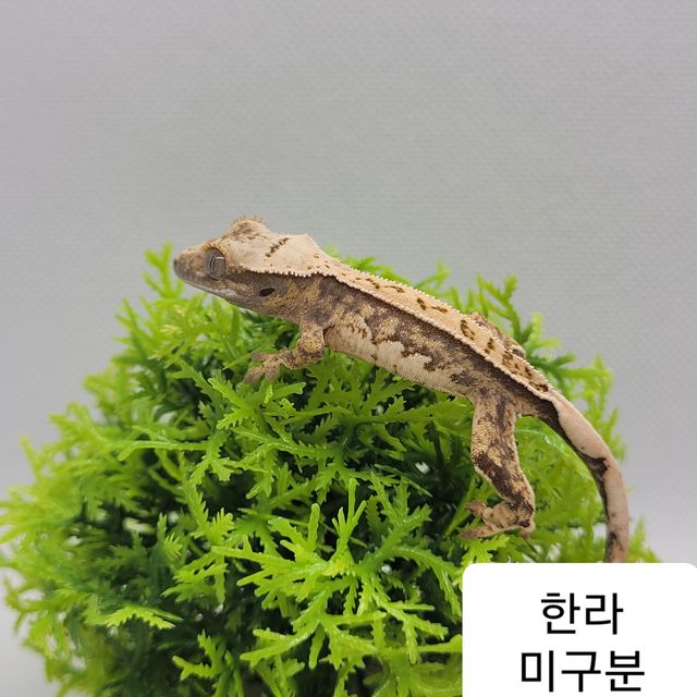노멀 할리퀸