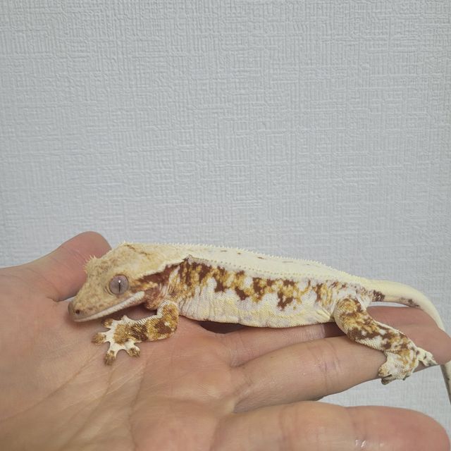 릴리화이트 레드 트라이