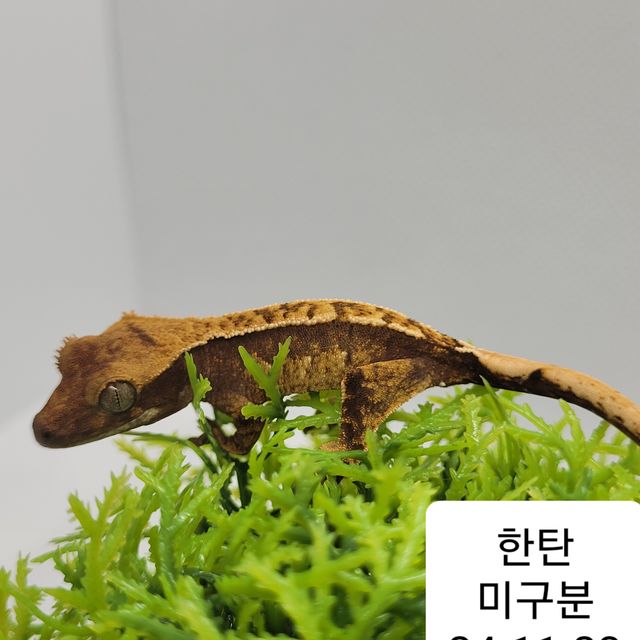 노멀 할리퀸 익스트림할리퀸