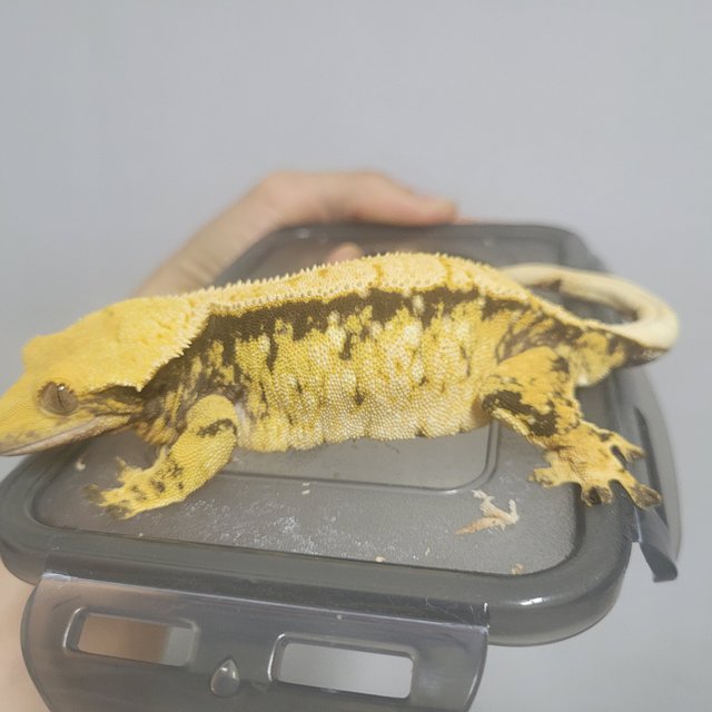 트라이 화이트스팟