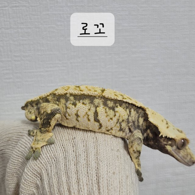 트라이 익스트림할리퀸