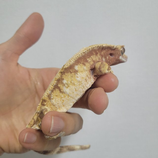 레드 트라이 익스트림할리퀸