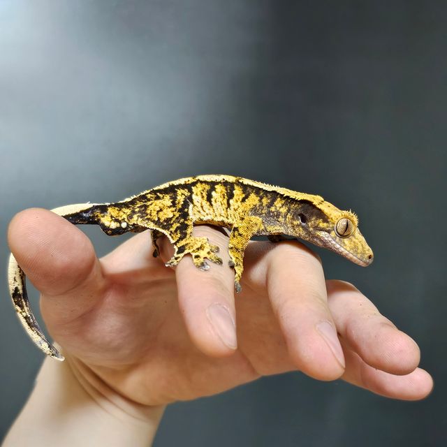 트라이