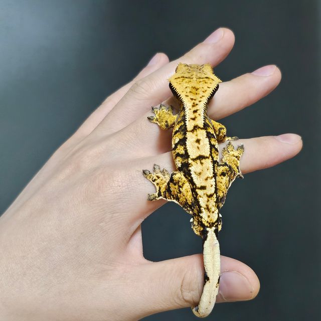트라이