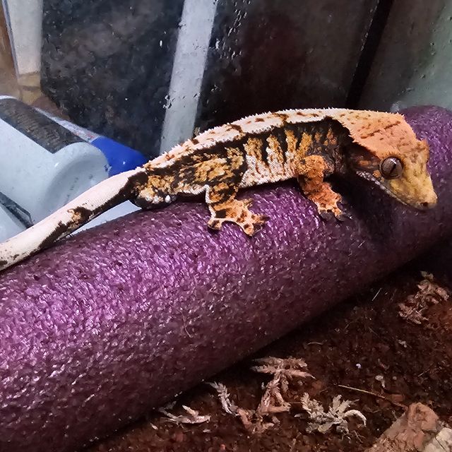 트라이