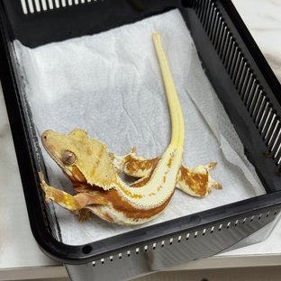 릴리화이트 레드