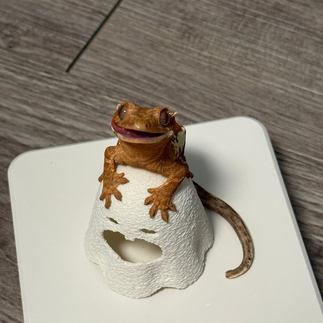 프라푸치노 레드