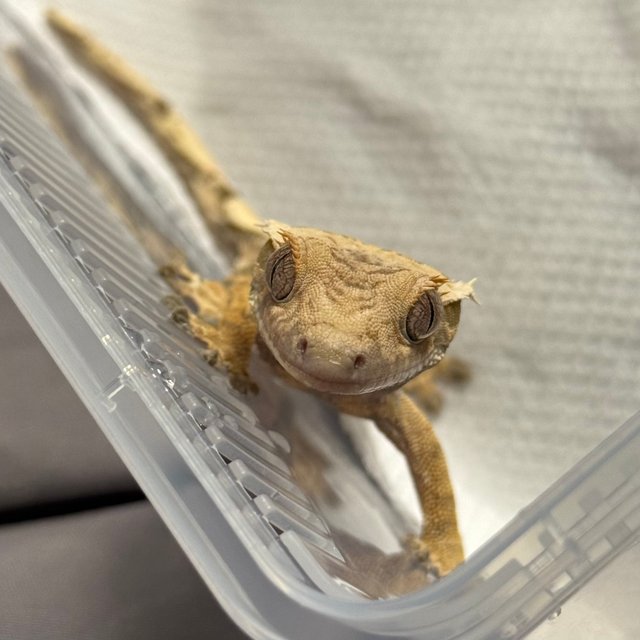 노멀 화이트크라운 트라이