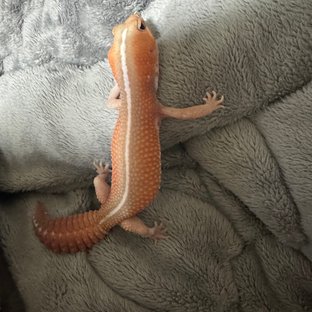 아멜라니스틱 패턴리스