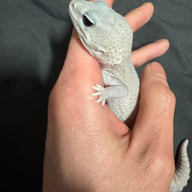 고스트 오레오 패턴리스