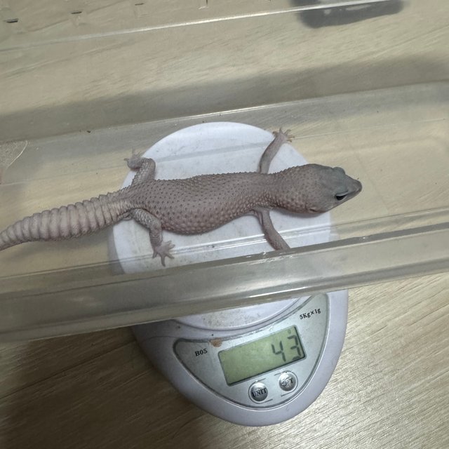 고스트 오레오 패턴리스