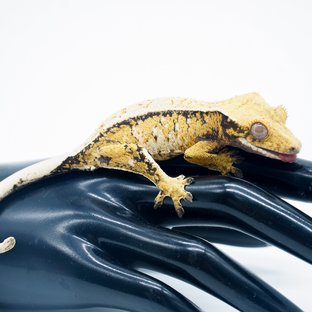 노멀 트라이 익스트림할리퀸