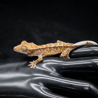 노멀 트라이 익스트림할리퀸