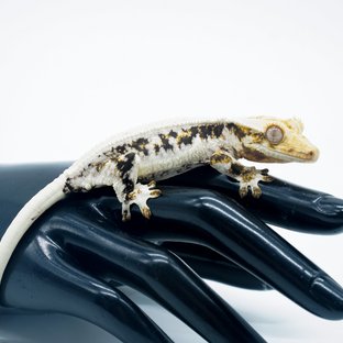 릴리화이트 다크