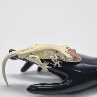 프라푸치노 카푸치노 릴리화이트