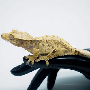 노멀 트라이 익스트림할리퀸