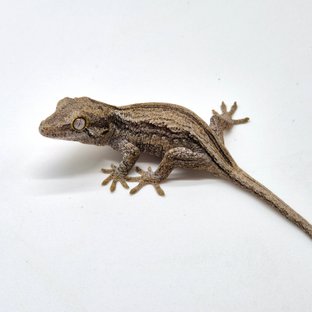 스트라이프