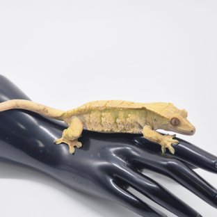 드리피 트라이 익스트림할리퀸