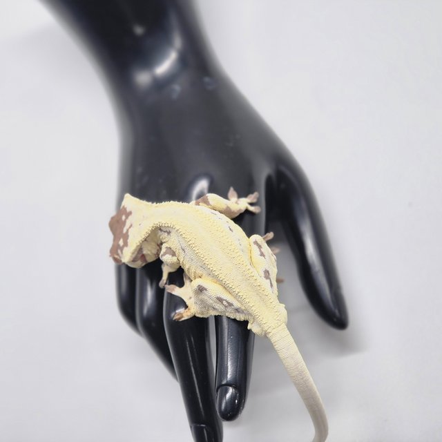 프라푸치노 카푸치노 릴리화이트