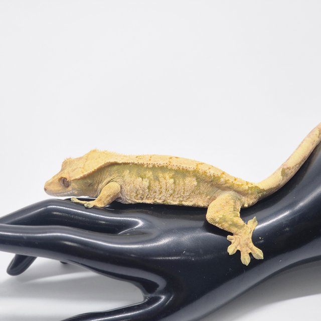 드리피 트라이 익스트림할리퀸