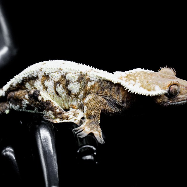 세이블 드리피 화이트스팟