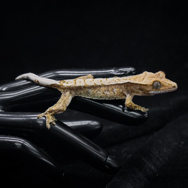 노멀 트라이 익스트림할리퀸 드리피