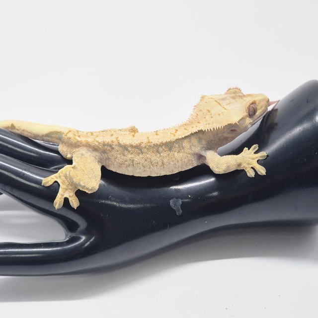 트라이 익스트림할리퀸 드리피