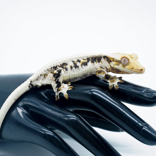 릴리화이트 다크