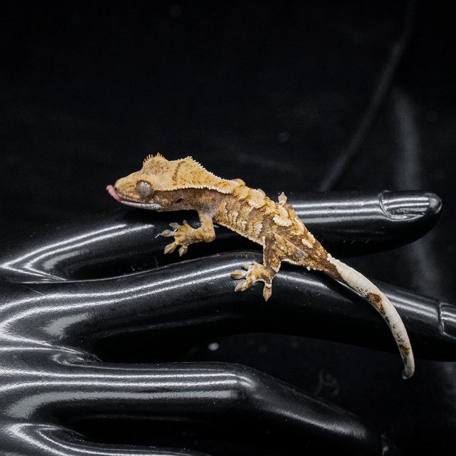 노멀 트라이 익스트림할리퀸